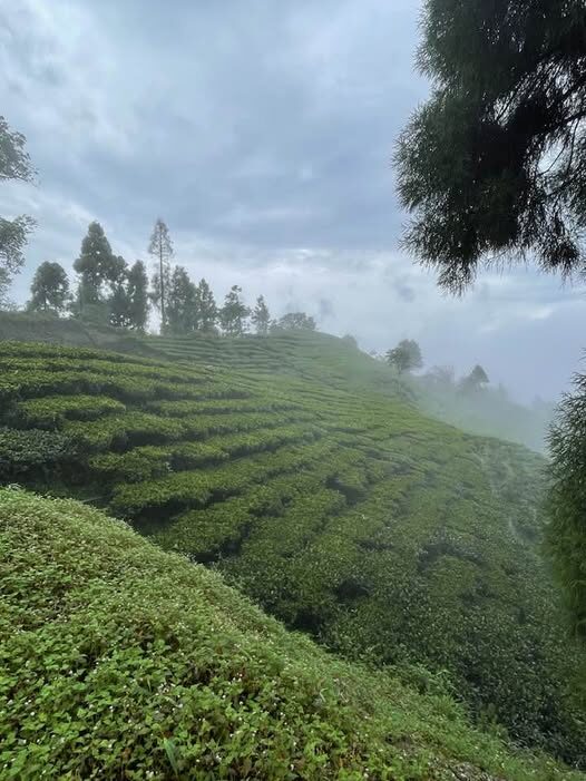 Our tea gardens in Sittong